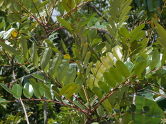 Simarouba