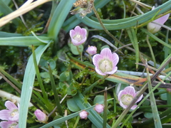 Lysimachia tenella