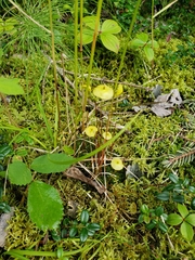 Splachnum luteum
