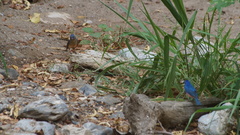 Passerina rositae