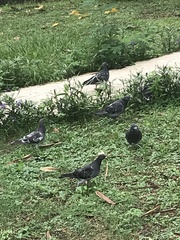 Columba livia domestica