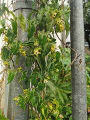 Gonolobus sororius