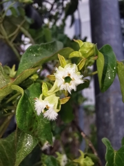 Gonolobus sororius