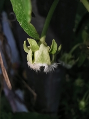 Gonolobus sororius