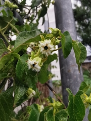 Gonolobus sororius
