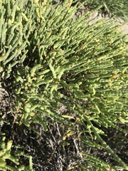 Arthroceras subterminale