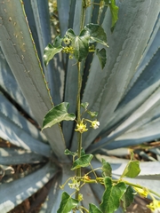 Gonolobus sororius