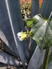 Gonolobus sororius