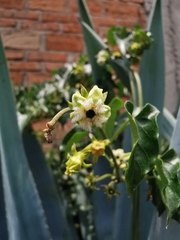 Gonolobus sororius