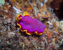 Pseudoceros ferrugineus