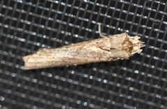 Ortholomia moluccana