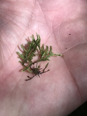 Brachythecium laetum