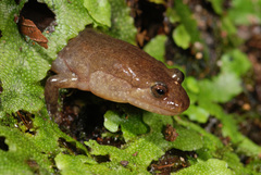 Desmognathus brimleyorum