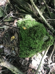 Brachythecium laetum