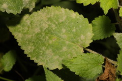 Neoerysiphe galeopsidis