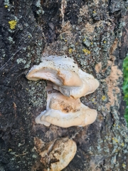 Tyromyces