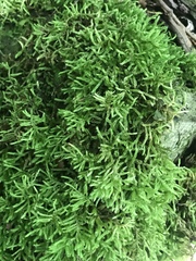 Brachythecium laetum