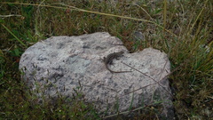 Sceloporus slevini