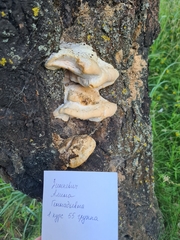 Tyromyces
