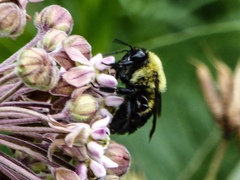 Bombus impatiens