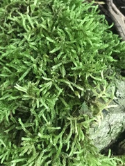 Brachythecium laetum