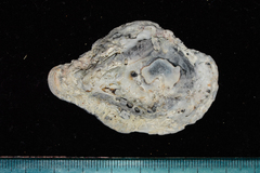 Scutellastra cochlear