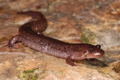 Desmognathus brimleyorum
