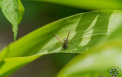 Polybia plebeja