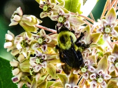 Bombus impatiens