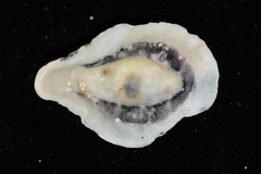 Scutellastra cochlear