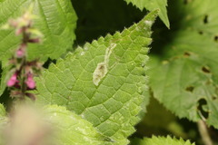 Amauromyza labiatarum