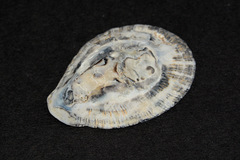 Scutellastra cochlear