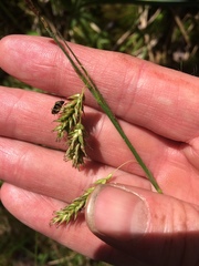 Carex castanea