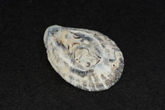 Scutellastra cochlear