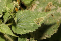 Amauromyza labiatarum