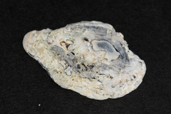 Scutellastra cochlear