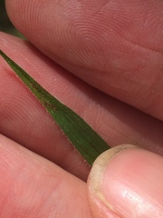 Carex castanea