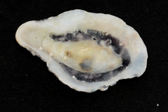 Scutellastra cochlear