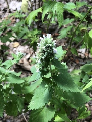Nepeta cataria