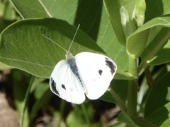 Pieris rapae