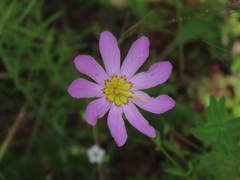 Sabatia kennedyana