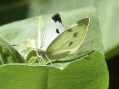 Pieris rapae