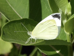 Pieris rapae