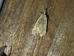 Dichomeris punctipennella