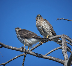 Accipiter cooperii