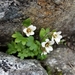 Saxifraga carpatica - Photo (c) Piotr Lukasik, some rights reserved (CC BY-NC), uploaded by Piotr Lukasik