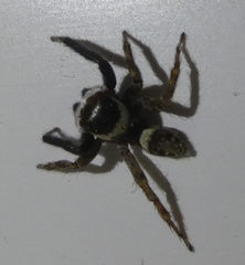 Hasarius