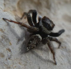 Hasarius