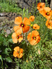 Papaver heterophyllum