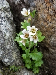 Saxifraga carpatica